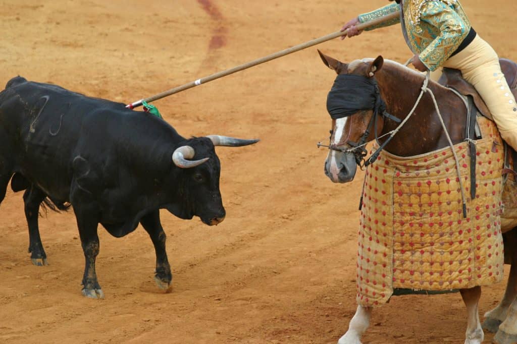 Advocates Concerned about Blindfolded Bull-Fighting Horses
