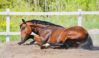 Medical Colic Management: What to Know