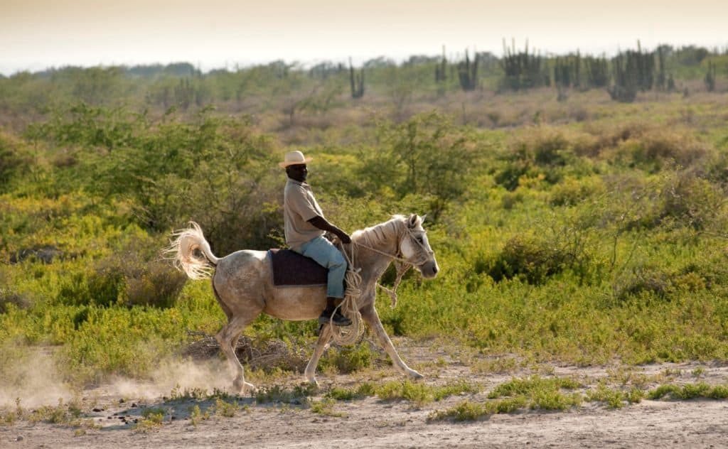 Veterinarians Balance Economics With Equine Welfare in Haiti