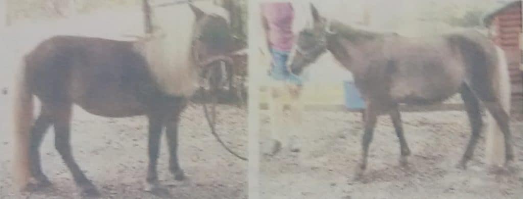 Florida Police Seek Miniature Horse Shooter
