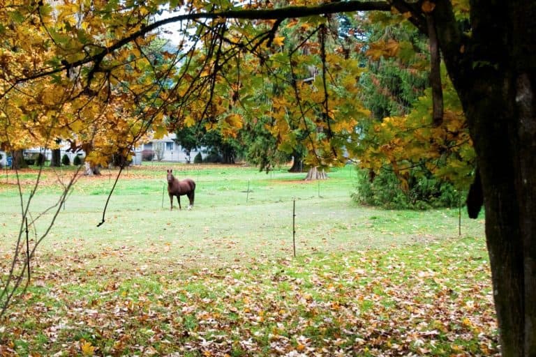 Protecting Your Horse From Poisonous Fall Leaves