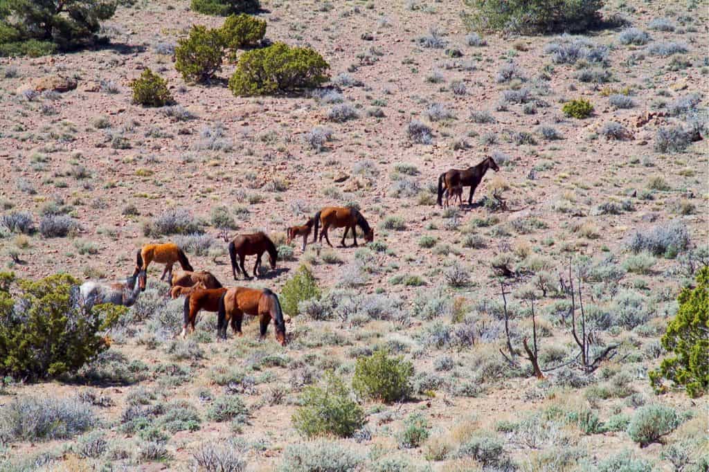 pine nut mountain wild horse gather; Wild Horses in Nevada; Wild Horse Gather in Eastern Nevada