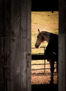 Study: Depressed Horses Show Lack of Attention
