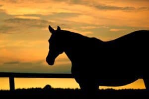 Understanding the Mare's Transitional Period