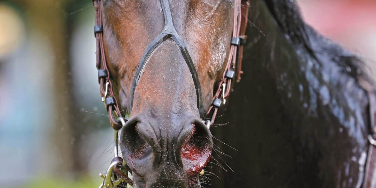 Equine Epistaxis: What You Need to Know