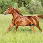 Your Guide to an Outrageously Shiny Equine Coat