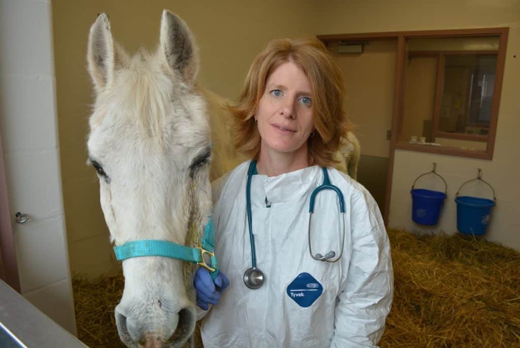 Horse Pelted With Paintballs