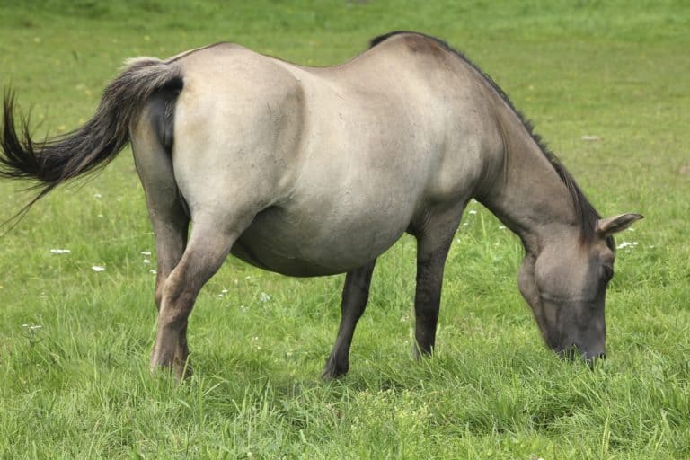Free Lecture to Cover Equine Pregnancy