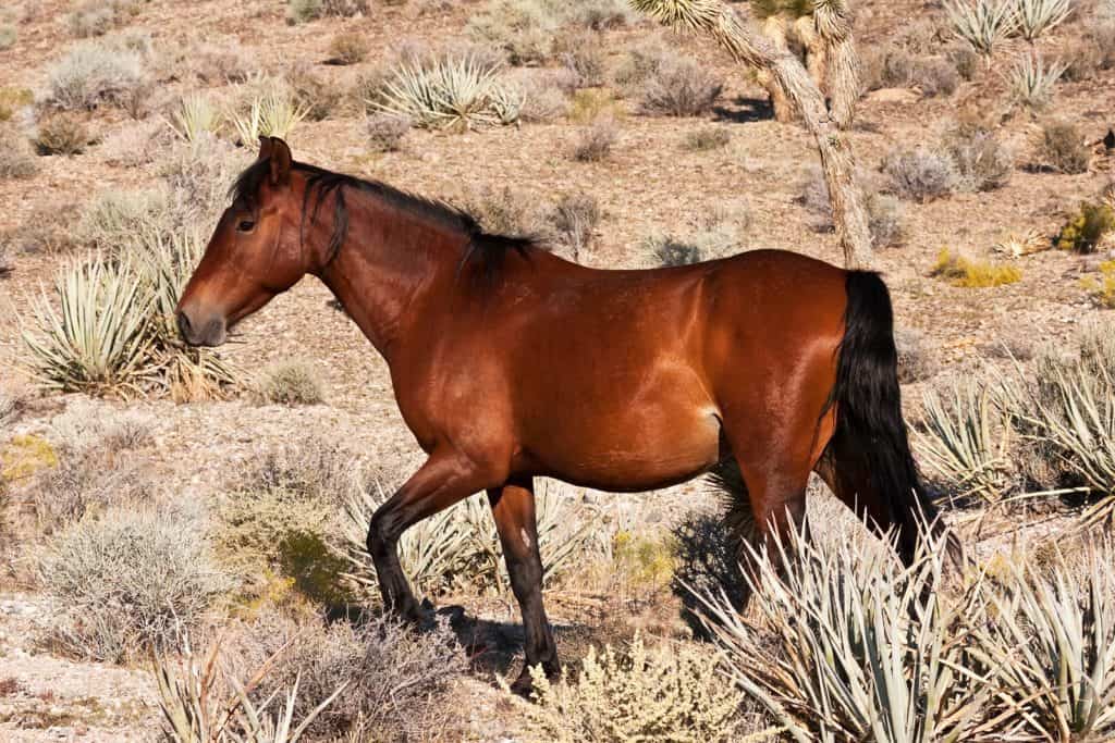 BLM Seeks Comments on Blue Wing Complex Horse