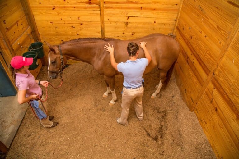 The Healthy-Backed Horse