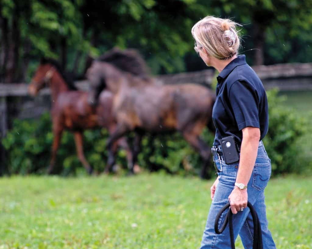 Thinking Like a Horse