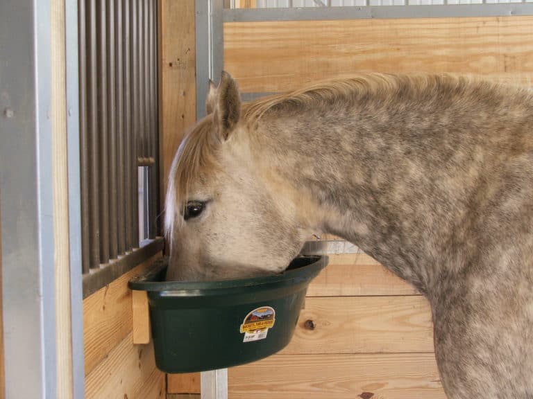 Feeding the Picky Pre-PPID Horse