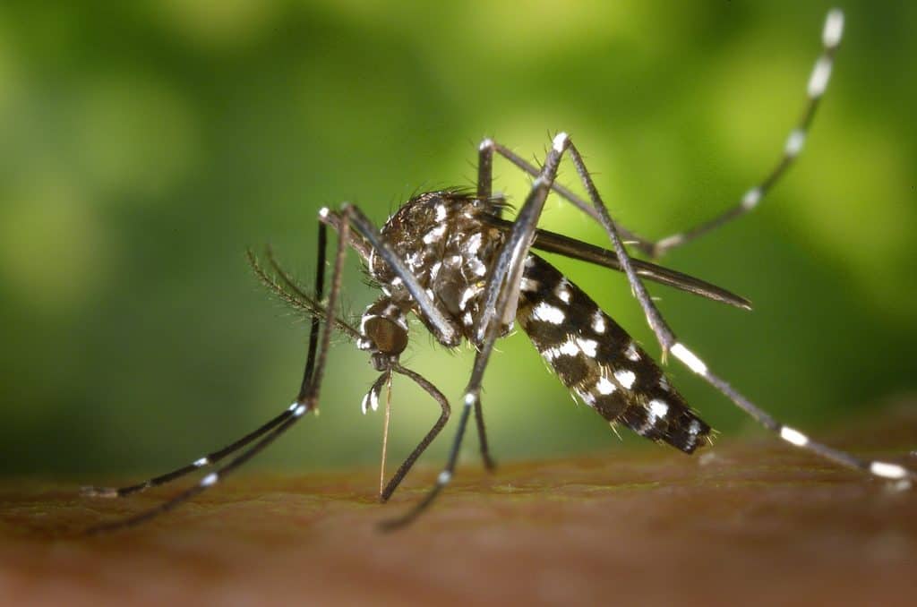 Zika Virus: Are Horses at Risk?