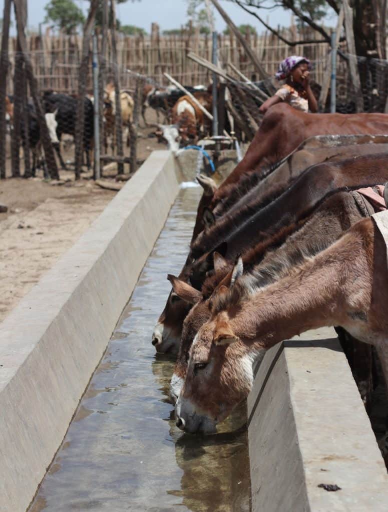 'Buy a Donkey a Drink' Campaign to Help 11