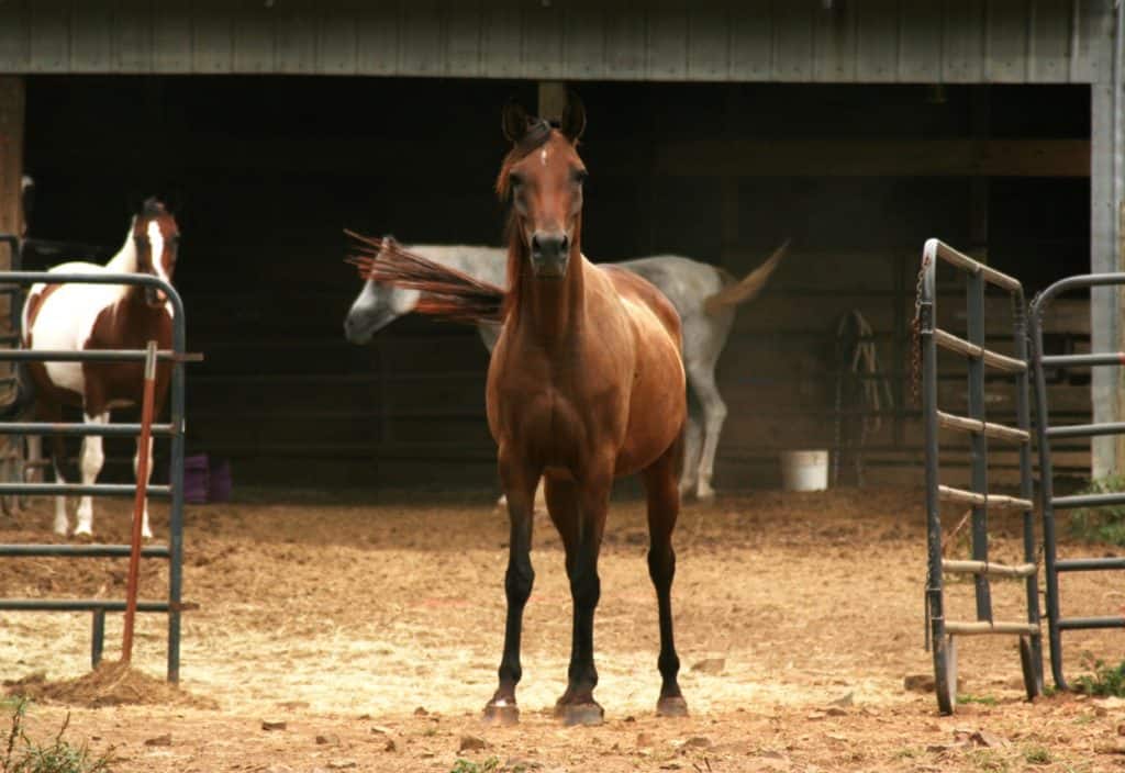 Navigating Barriers: Can Horses Watch and Learn?