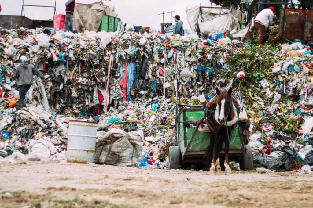 Horses Working in Mexican Garbage Dump to Receive Assistance