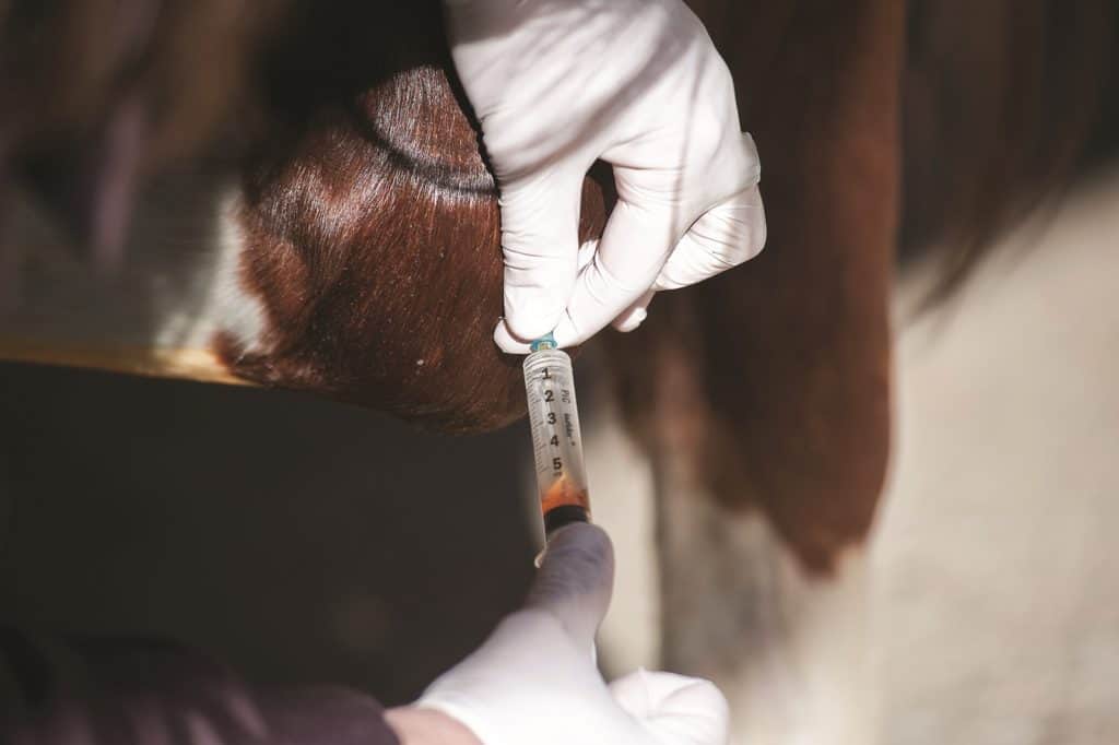 Can a Stall-Side Test Confirm Synovial Structure Infections?