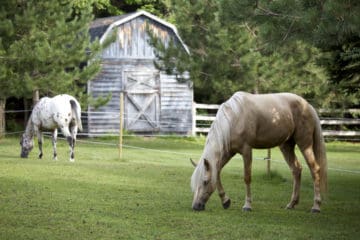 Innovations in Confinement Area Horse-Keeping