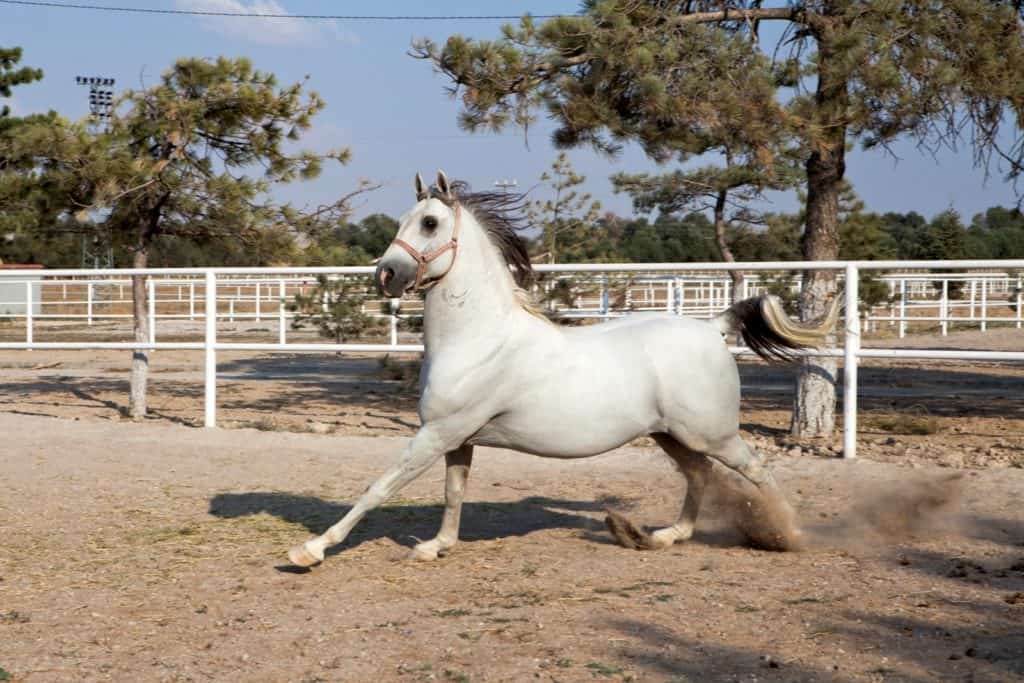 All Wound Up: Is Your Horse 'Stressed Out'?