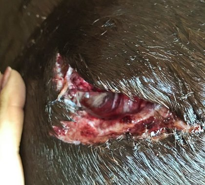 How Can I Tell if My Horse Needs Stitches?