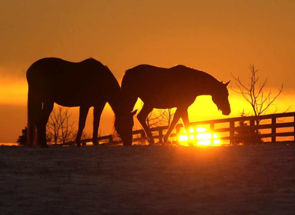 Kentucky animal cruelty penalties