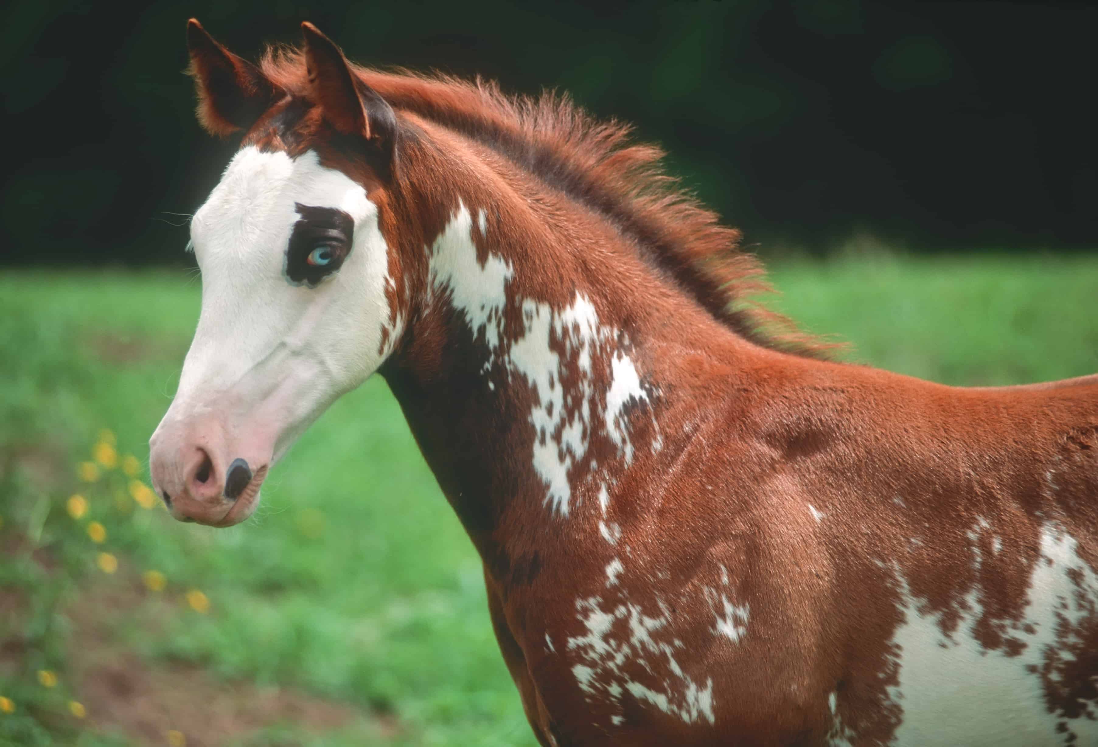 Pintos Paints And Eye Pigmentation The Horse Pintos Paints And Eye Pigmentation The Horse