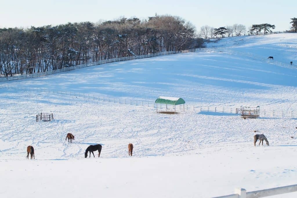 paddock size; How Paddock Size Impacts Equine Social Interactions