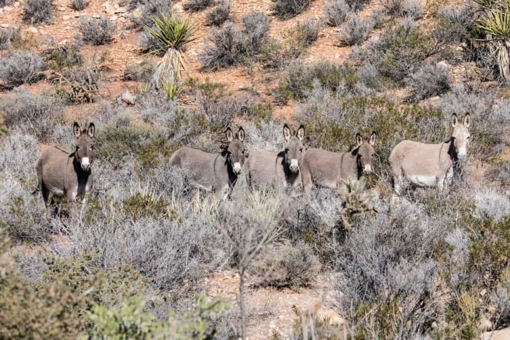 Wild Burros in Nevada; BLM Gathering Wild Burros