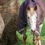 Do Horses in Mild Climates Need Extra Care During Winter?