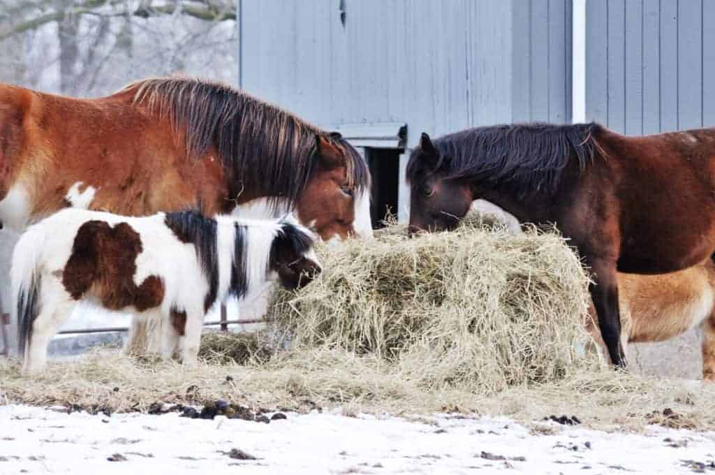 Could Horse Breed Predict Colic Risk?