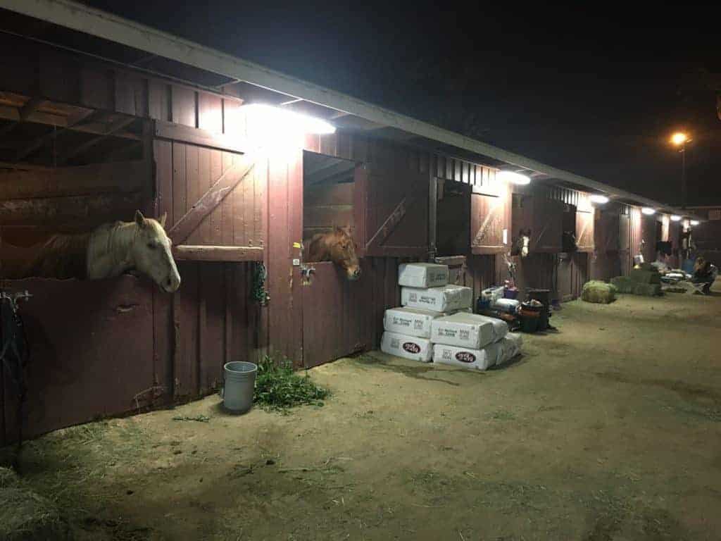 Horses Killed