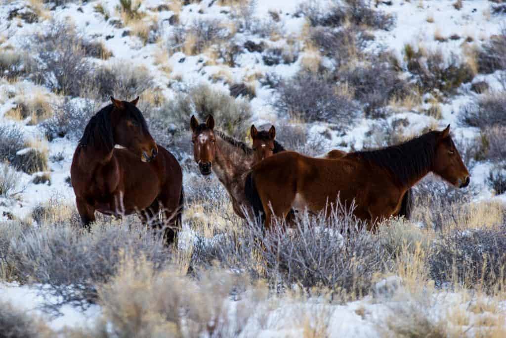off range wild horse pasture; Wild Horses in Nevada