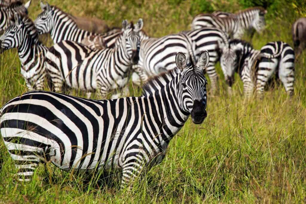 Zebra Stripes