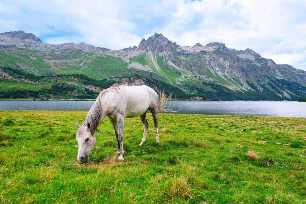 Prehistoric Climate Change and Horses: A Regional View