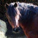 5 Tips for Feeding Easy Keepers