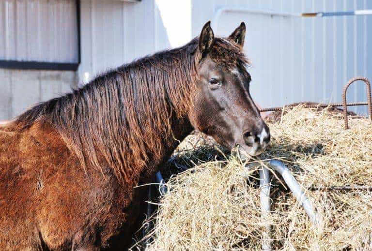 Do Horses Need Hay Around the Clock?