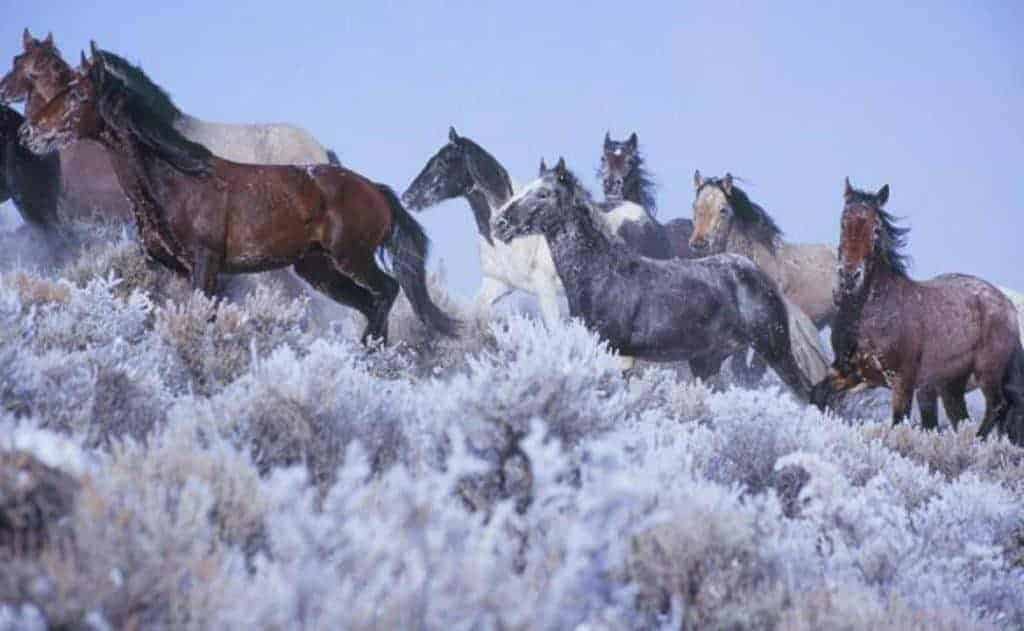 Winter in Wyoming