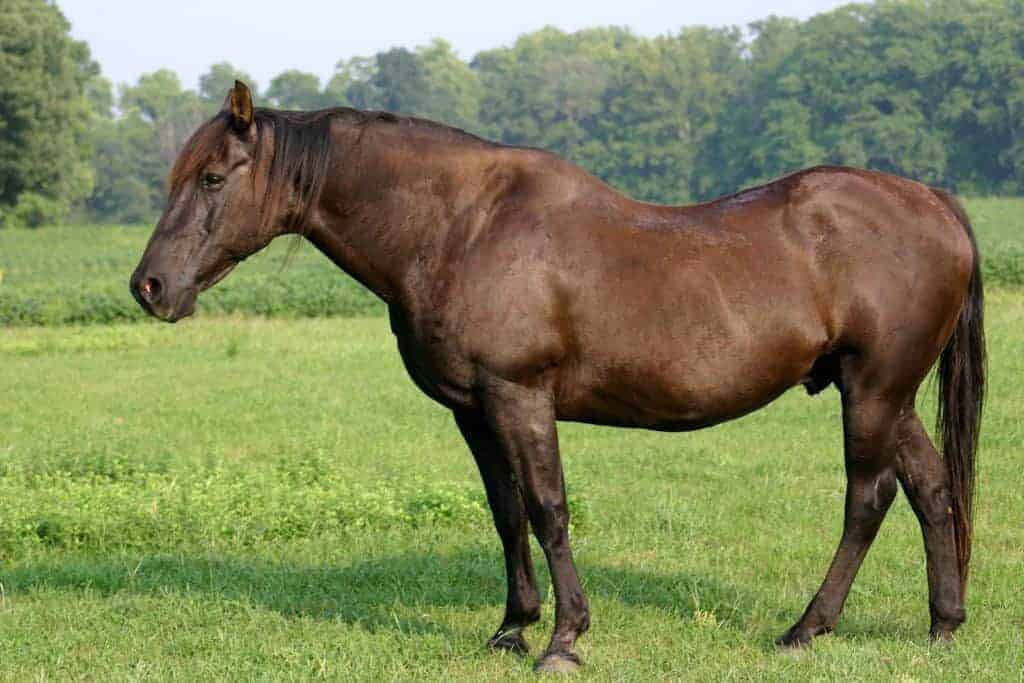 EMS Horse; Morris Animal Foundation