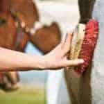 Rain Rot in Horses: Diagnosis, Treatment, and Prevention
