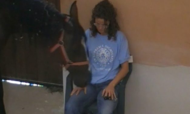 Scientists Study Horse