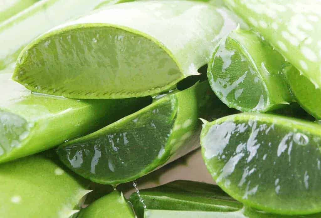 Aloe Vera vs. Omeprazole for Equine Gastric Ulcer Treatment