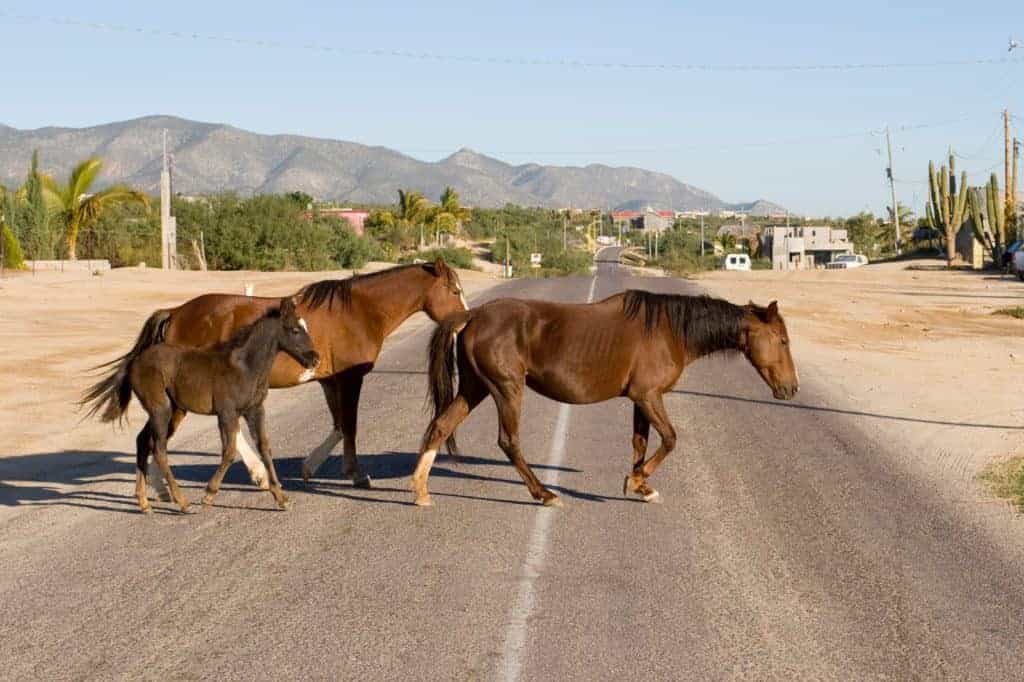 BLM Asks Drivers to Use Caution in Low Visibility