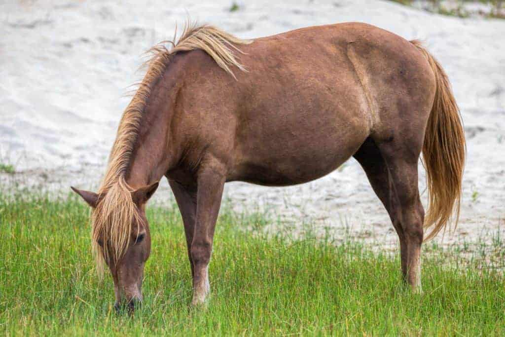 Campaign Discourages Tourists From Feeding Wild Ponies