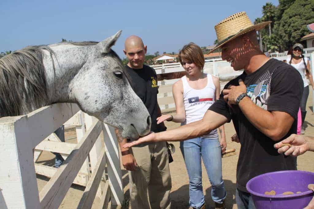 Therapeutic Riding Horses Don't Experience Undue Stress