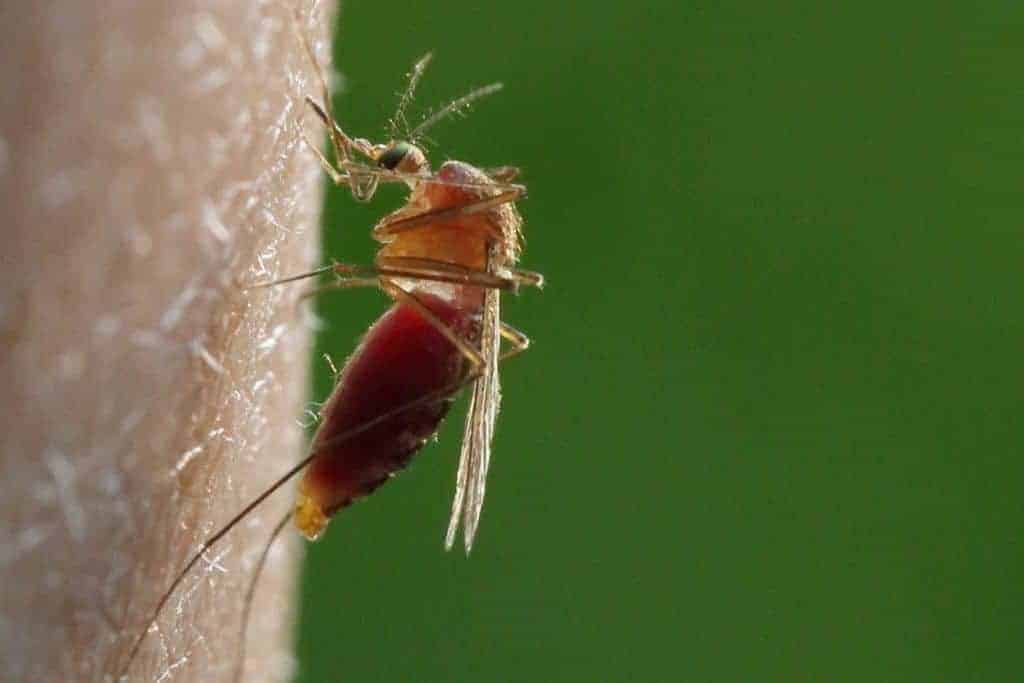 Culex pipiens mosquito; wnv in ohio horses