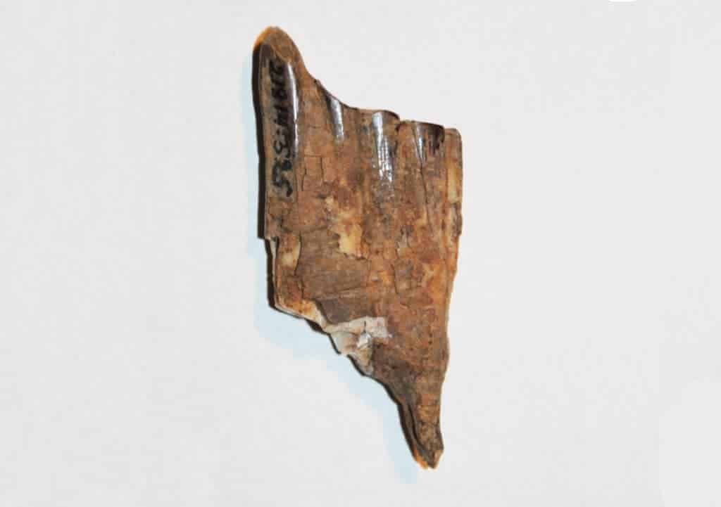 Study: Hooks on Horse Teeth an Age-Old Problem