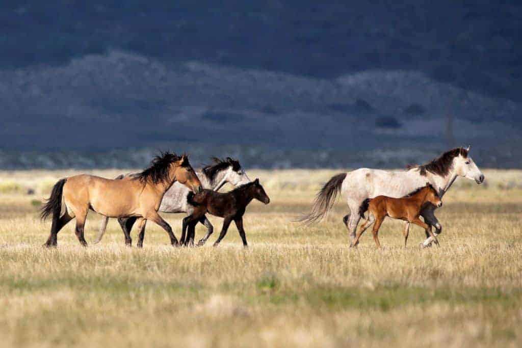 wild horses; horse migration; Wild horses on range; BLM Wild Horse and Burro Advisory Council