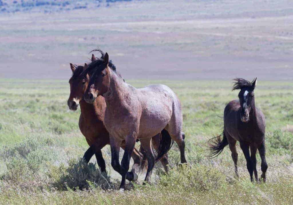 Wild Horses in Utah
