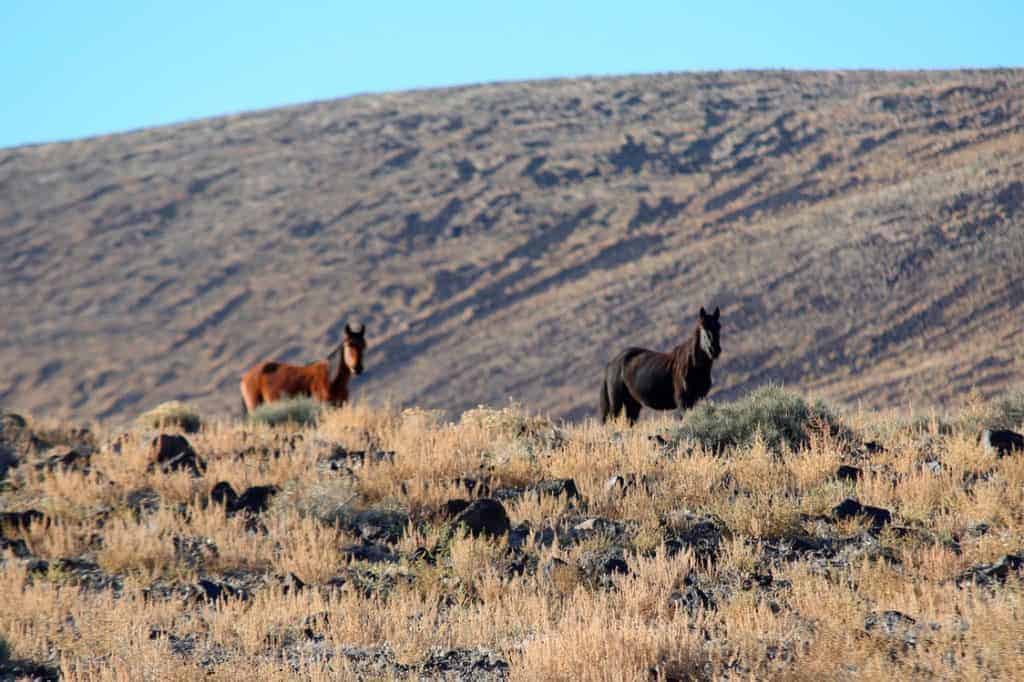 Wild Horses in Nevada