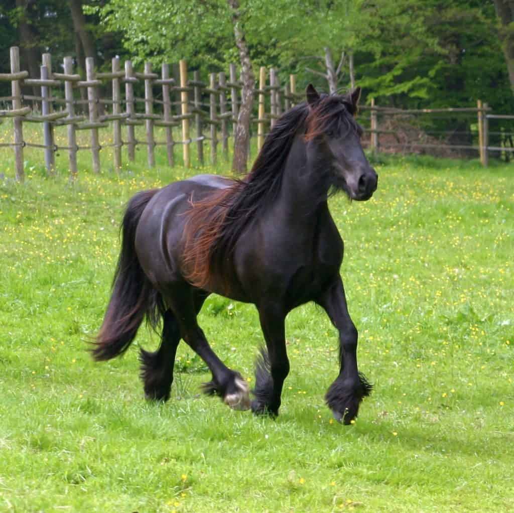 Foal Immunodeficiency Syndrome Test Available From Gluck